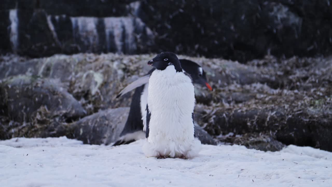 Two Penguins in a Snowy Antarctic Landscape