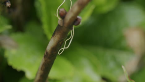 macro shot of a tiny hair worm hanging from a brown small flower branch in the garden