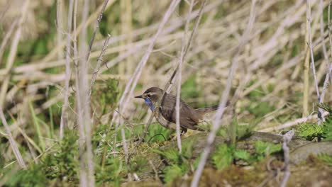 pájaro pechiazul parado en el suelo entre juncos secos