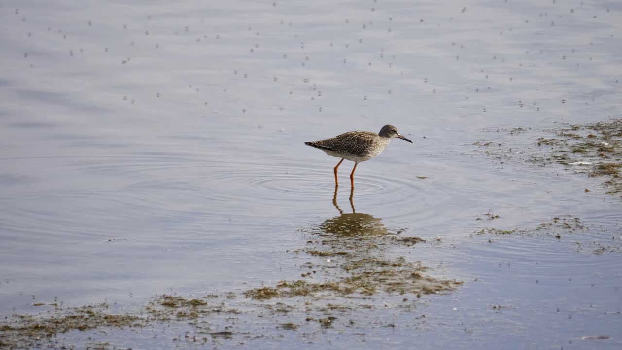 wood sandpiper forrajeando en marismas del lago vejlerne creando ondas en la superficie