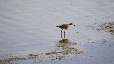 Bruchwasserläufer-Auf-Nahrungssuche-Im-Wattenmeer-Des-Vejlerne-Sees,-Der-Wellen-Auf-Der-Oberfläche-Erzeugt