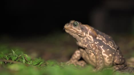 El-Sapo-De-Cope-Es-Una-Especie-Común-En-Varios-Hábitats-De-Sudamérica