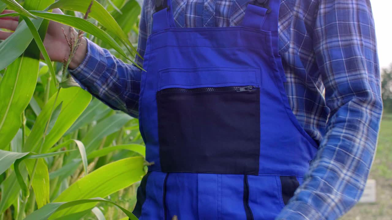 granjero controlando su cosecha de maíz