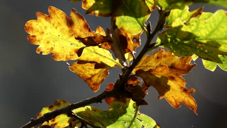 Hojas-De-Roble-En-Colores-Otoñales,-Ariundle,-Tierras-Altas-De-Escocia---Primer-Plano