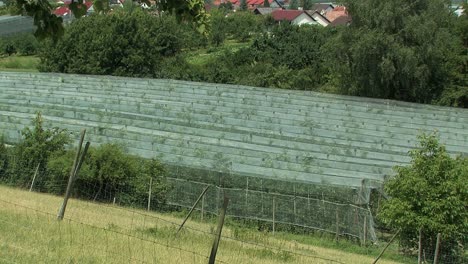 plantación de manzanas contra el granizo cerca del lago de constanza, alemania