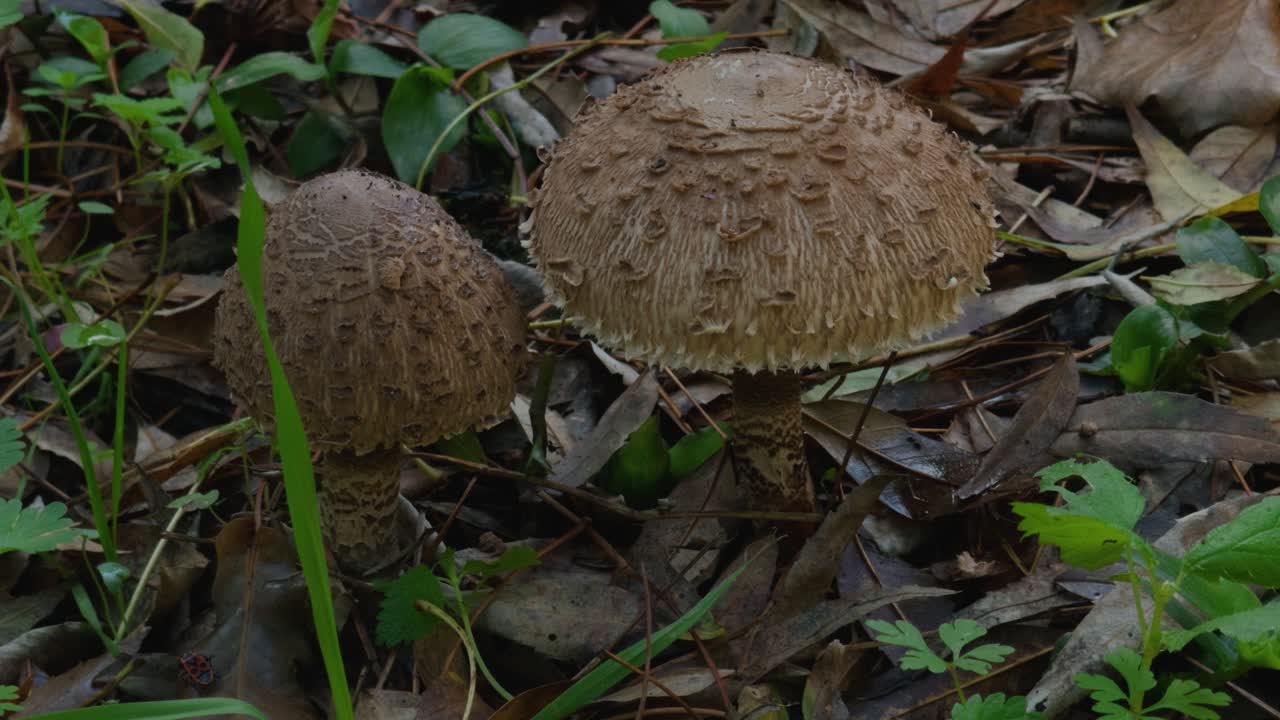Parasol mushrooms sprout from the ground in the forest and are tasty and edible