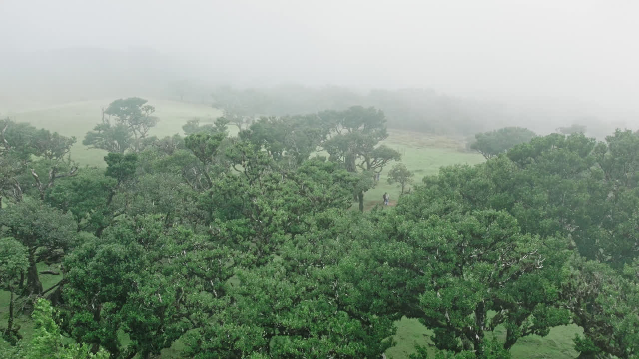 paisaje forestal de niebla