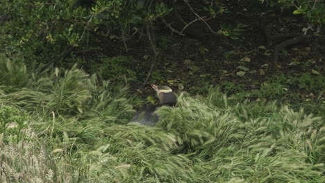 Yellow-eyed-penguin-resting-in-long-grass-in-daytime,-new-zealand