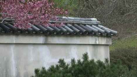 Wall-topped-with-tiles-and-plum-tree-in-blossom