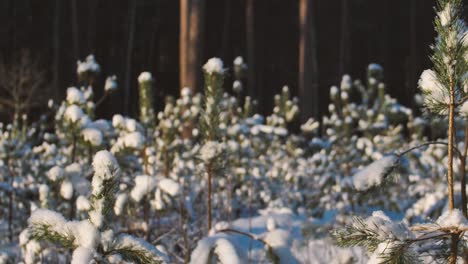 Pine-forest-in-winter