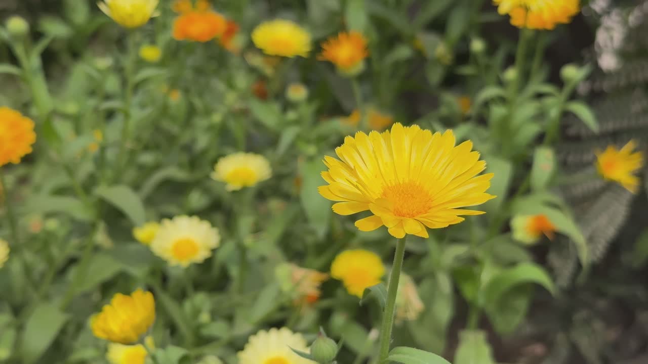 Static closeup shot of single Calendula Officinalis flower