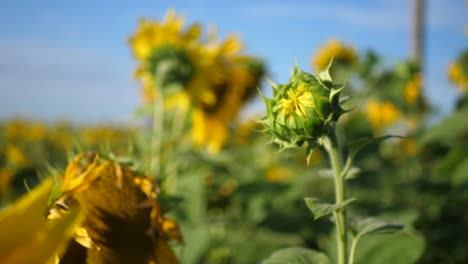 Beautiful-field-in-the-summer