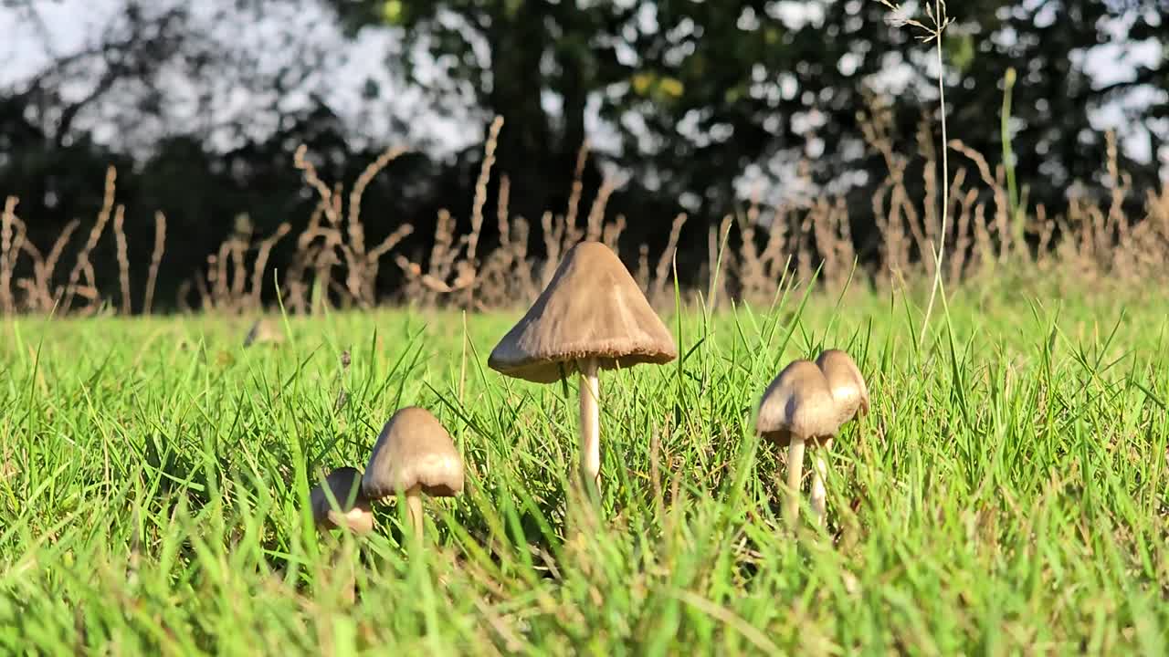 ウェールズ西部地方の野原に生えている茶色い小さなキノコの群生。おそらくMottlegill (Panaeolus) キノコでしょう。