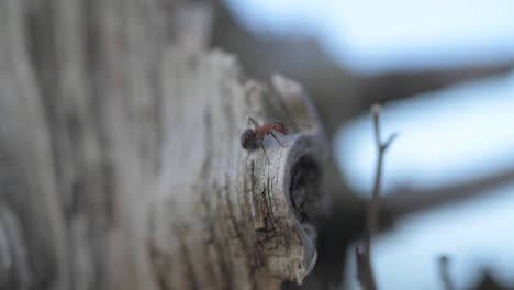 single fire ant standing on the wooden trunk