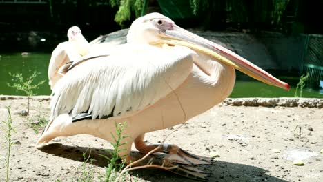 pelican near lakeside, close-up of wildbird with long beak sitting still, pelicans in reserve