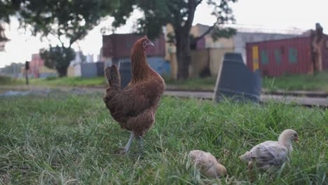 pollo con pulcini alla vecchia stazione ferroviaria deserta di mombasa, in kenya
