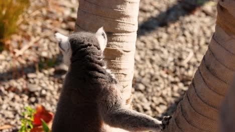 lemur exploring tree in melbourne zoo