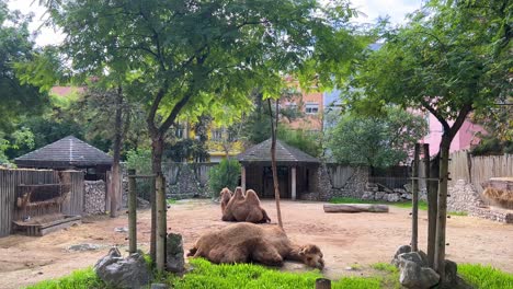 Kamel-Im-Zoo-In-Lissabon,-Portugal-Tagsüber-4k