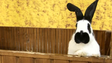 black and white rabbit in wooden enclosure