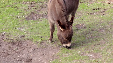 a donkey grazing on grass in melbourne