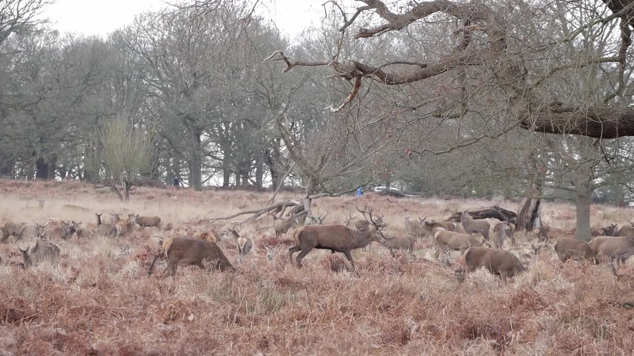 Autumn color flora and fauna