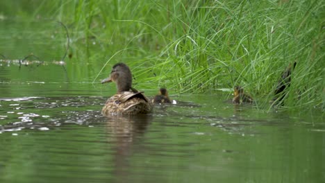 la madre del pato real y los patitos recién nacidos nadan a lo largo de la orilla del lago verde