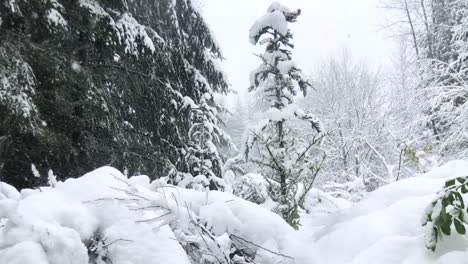 Die-Natur-In-Eine-Schneedecke-Gehüllt