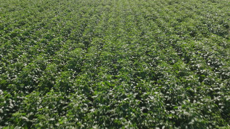 aerial flyover of lush, fully-grown soybean field in rural farm