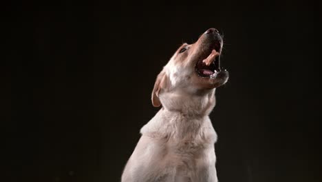 dog catching treat in slow motion