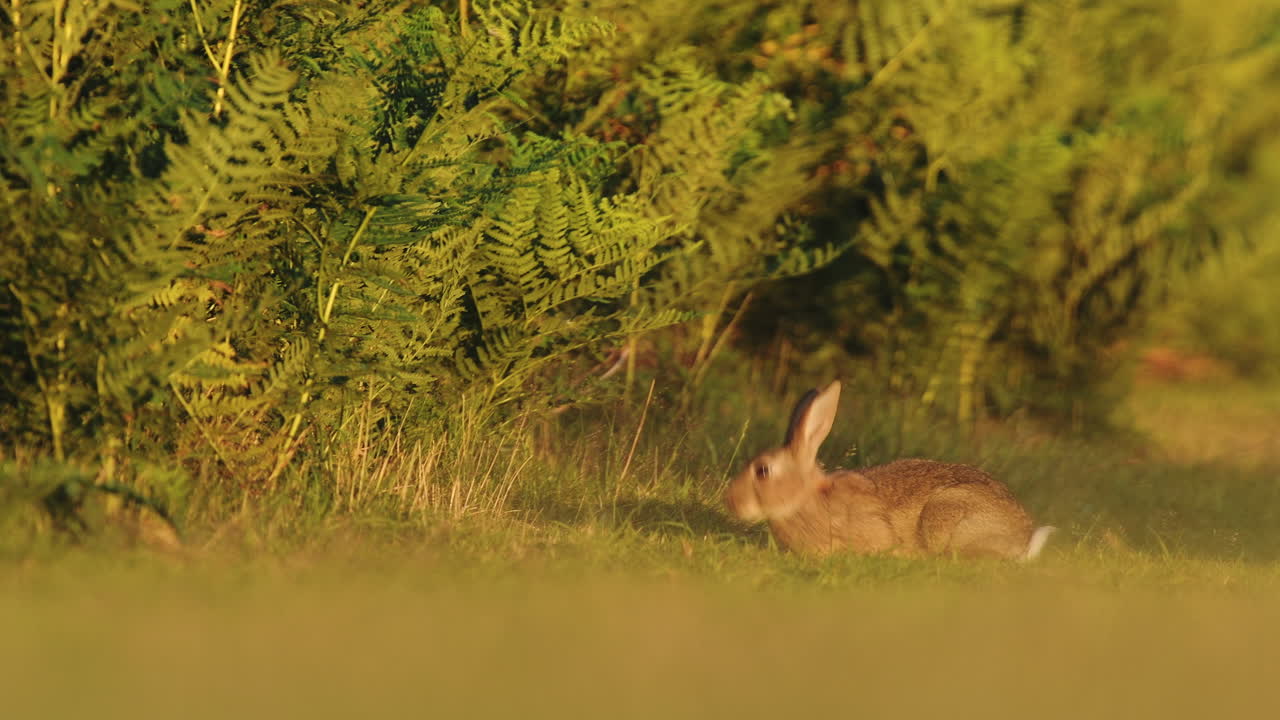 European Hare Grazing On The Green Grass In The Field In United Kingdom On A Windy Day - timelapse