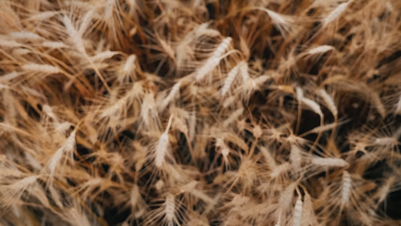 manos con vasos de cerveza tintinean vasos en el fondo de un campo de trigo