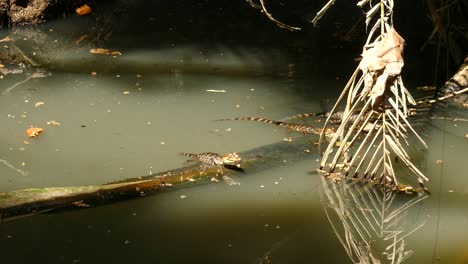 Caimanes-Bebés-Esperando-Presas-En-Troncos-De-Madera-En-Agua-Pantanosa