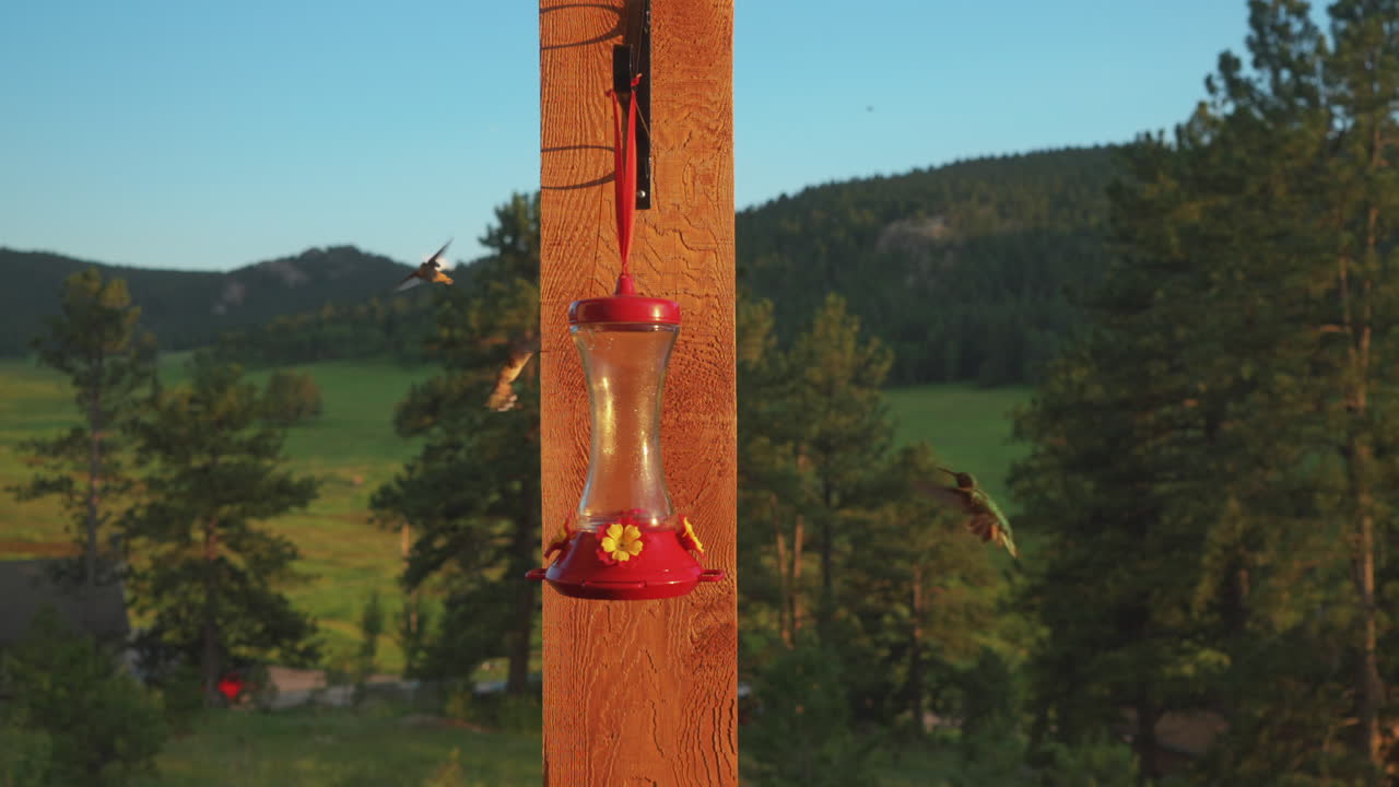 colibríes de colorado grupo de fiesta en vuelo aterrizaje en el comedero de pájaros rubí garganta rufous hermoso atardecer hora dorada verano aspen estados unidos evergreen velo animal naturaleza cinematográfica movimiento lento deslizador dando vueltas