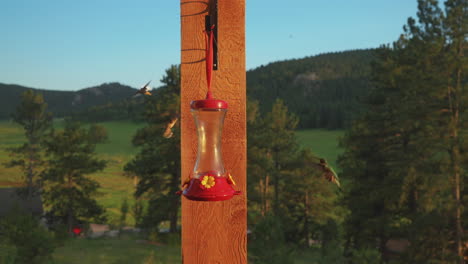 Colorado-Kolibris-Gruppe-Party-Im-Flug-Landung-Auf-Vogelhäuschen-Ruby-Throated-Rufous-Schöner-Sonnenuntergang-Goldene-Stunde-Sommer-Espe-USA-Immergrüner-Vail-Tier-Natur-Filmischer-Zeitlupen-Schieberegler-Kreist