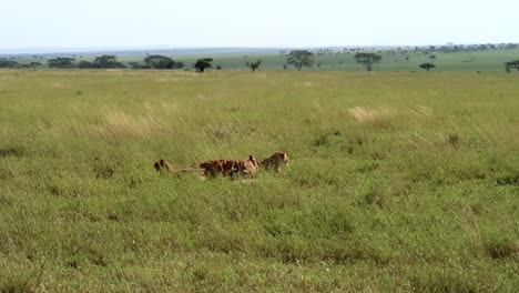 static shot of a herd of lions eating away at a carcass previously caught