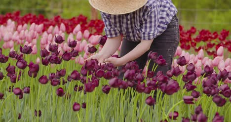 Investigadora-Caminando-Mientras-Examina-Los-Tulipanes-En-El-Campo-35