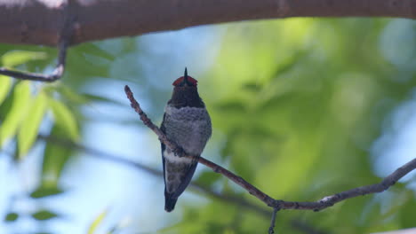 colibrí sentado en una rama