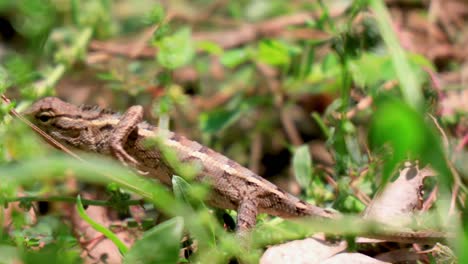 Female-oriental-garden-lizard-hiding-among-low-plants,-Close-up