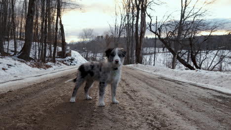 a 12-week-old border collie puppy chases the camera up a snowy dirt road in vermont