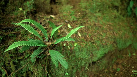 Green-Fern-Plant-Growing-On-The-Rock-With-Moss---Pacific-Northwest-Climate---close-up,-orbiting-shot