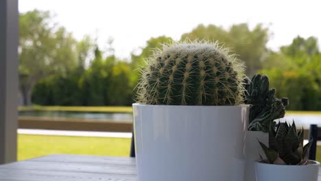 Zeitlupen-Bokeh-Aufnahme-Einer-Kaktuspflanze-In-Einem-Topf,-Die-Auf-Einem-Tisch-In-Einem-Garten-Sitzt