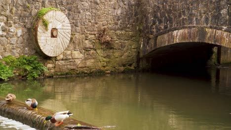 4k-Alter-Mühlstein,-Der-Eine-Wand-Neben-Einem-Nebenfluss-Des-Flusstons-Schmückt,-Drei-Enten,-Die-Sich-Im-Wasser-Entspannen