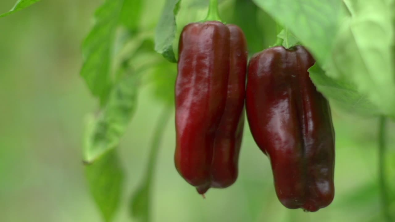 pimientos orgánicos de color rojo oscuro que se entregan de la planta en la casa verde, filmados en cámara lenta como una toma deslizante de cierre extremo
