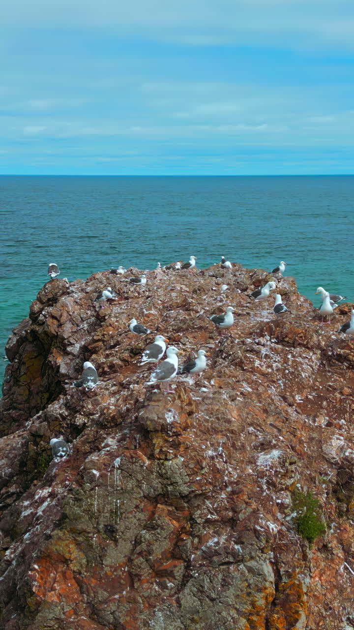 해안 바위 위의 갈매기