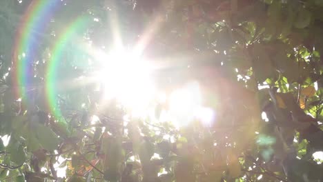 tropical leaf with sunlight and lens flare