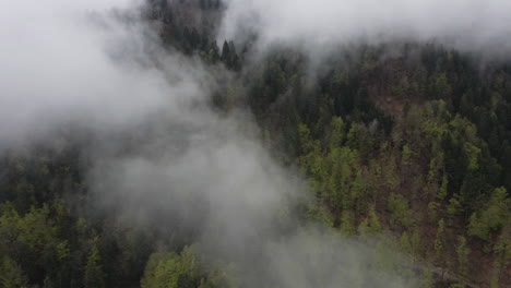 flying above the misty treetops of pine tree forest on mountainside