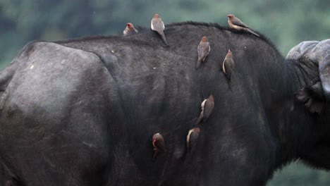 Cape-Buffalo-With-Perching-Yellow-Billed-Oxpeckers-In-Kruger-National-Park,-South-Africa