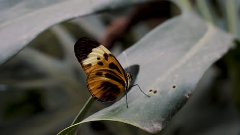 Nahaufnahme-Eines-Braunen-Schmetterlings,-Der-Auf-Einer-Pflanze-Hockt