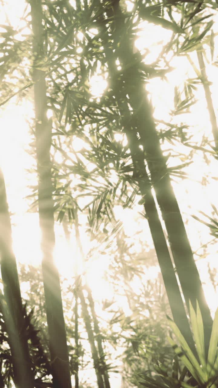 La luce solare danza attraverso una foresta di bambù all'alba, creando un'atmosfera mistica.