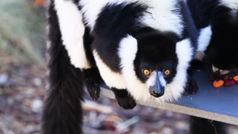 lemur eating fruit at melbourne zoo